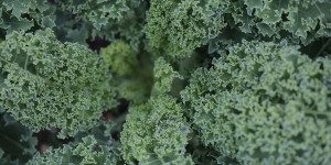 veggies